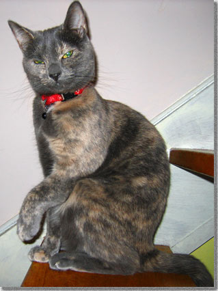 左前足を浮かせる猫